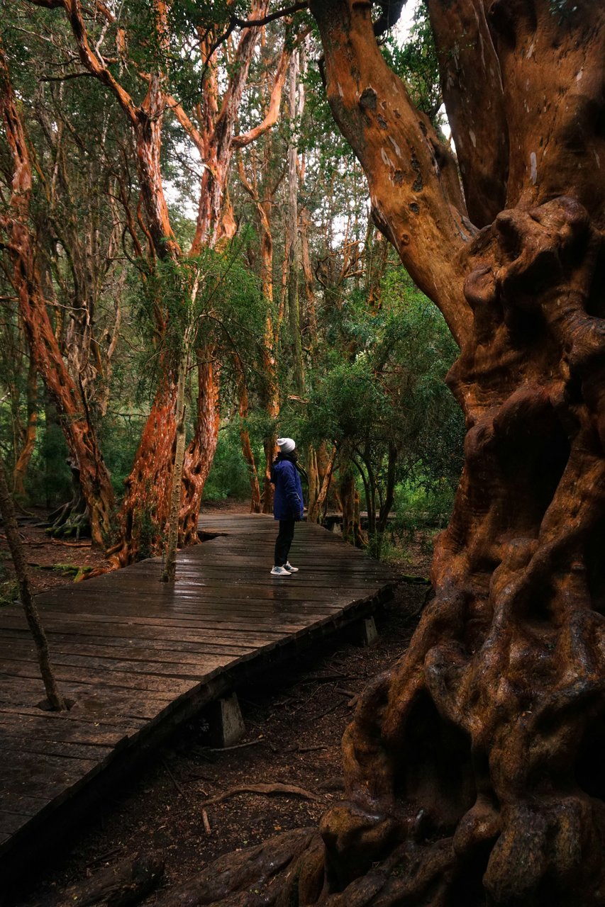 Mujer con campera azul y gorro mirando hacia arriba en el Bosque de Arrayanes patagónico con troncos color canela retorcidos y pasarela de madera curva, fotografía de naturaleza única
