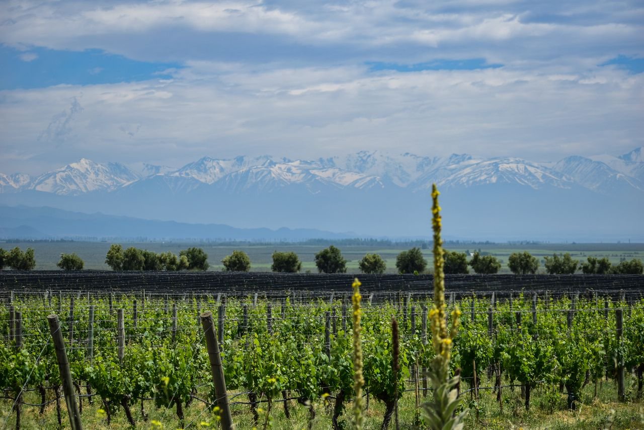 Mendoza para fotógrafos: viñedos, Andes y la luz cuyana