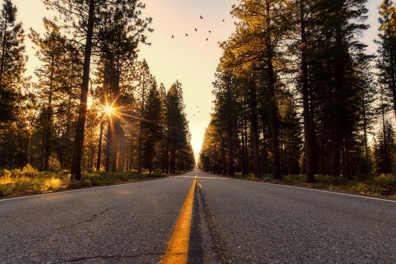 Ruta recta entre pinos con línea amarilla central que converge al punto de fuga al atardecer, ejemplo clásico de líneas guía y punto de fuga en composición fotográfica